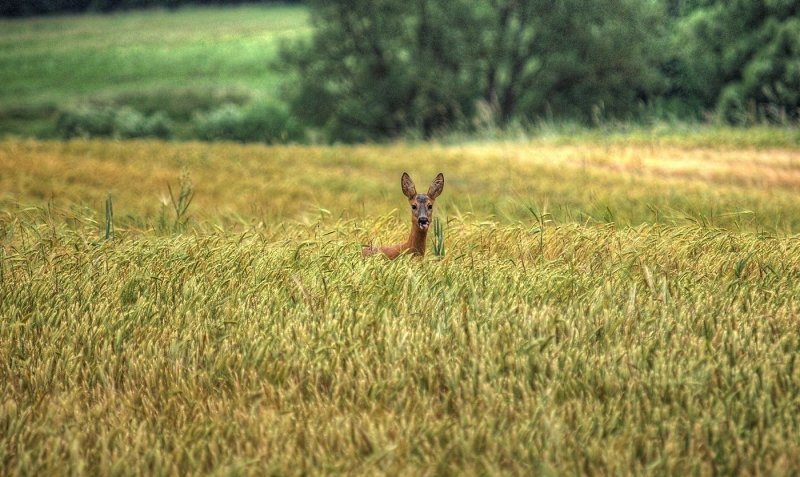 Field Encounter