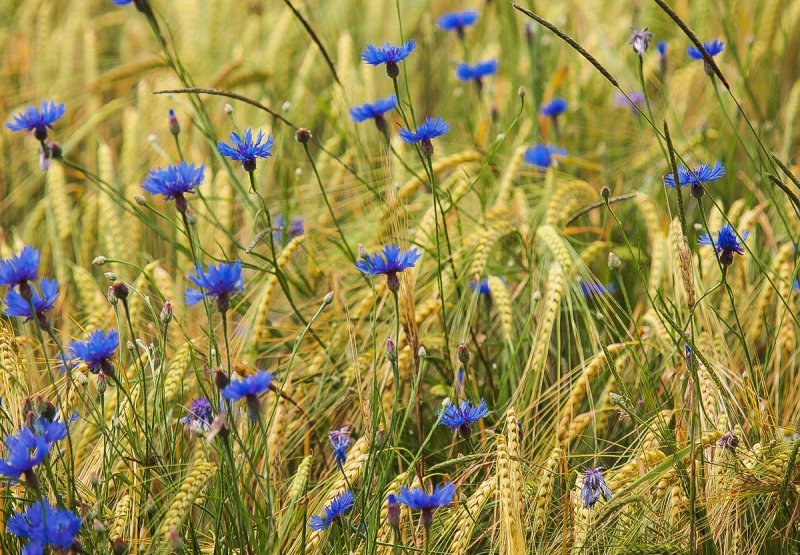 cornflowers