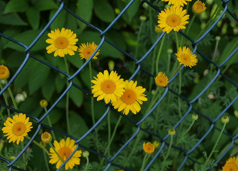 Small Suns behind the Fence