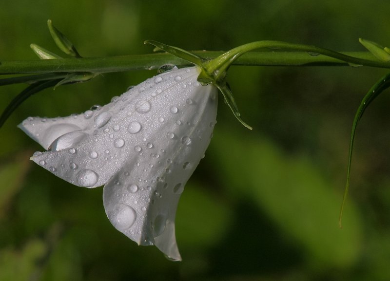 Bells after the Rainshower