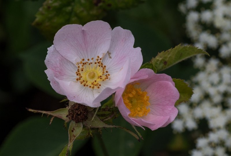 Wild Roses