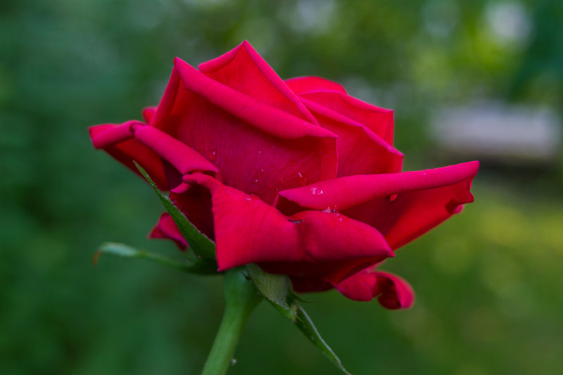 Red Rose