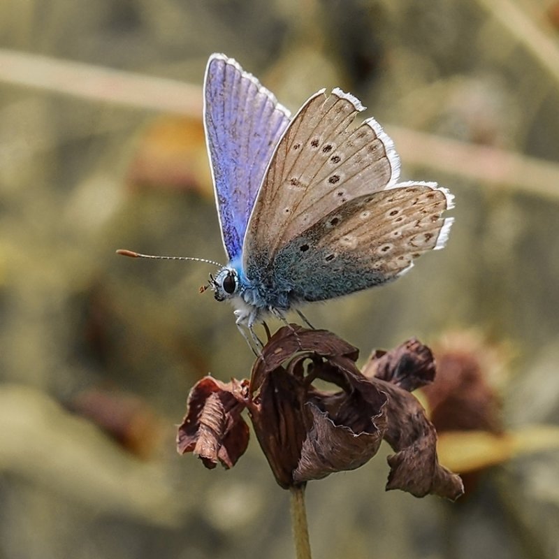 Holly Blue 