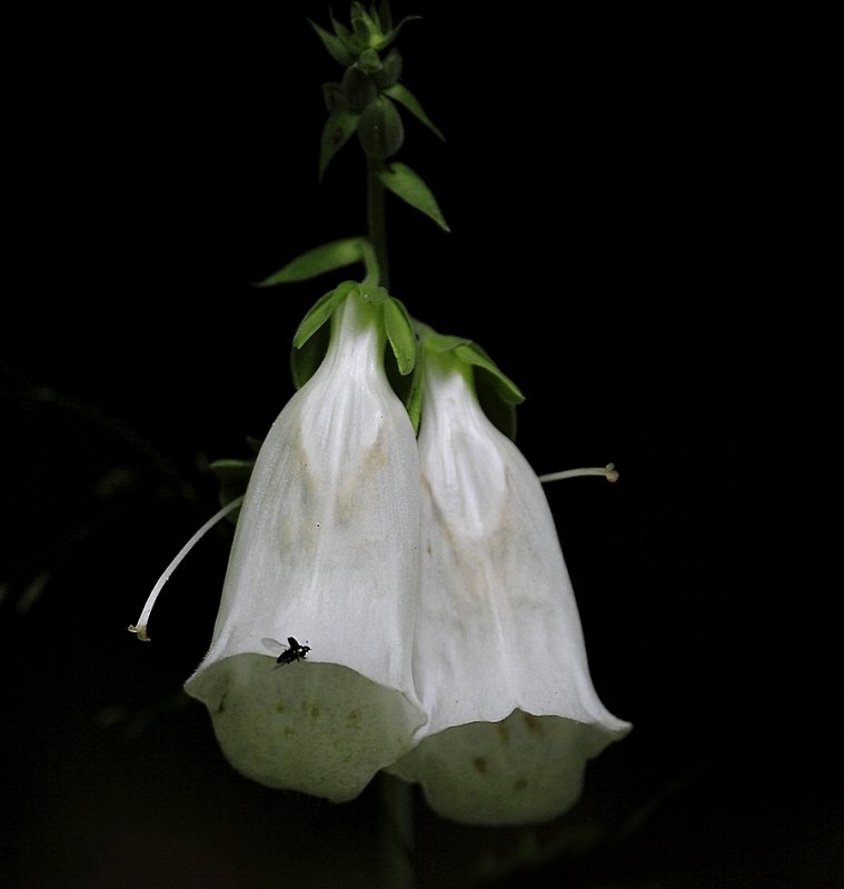 In the dark Forest