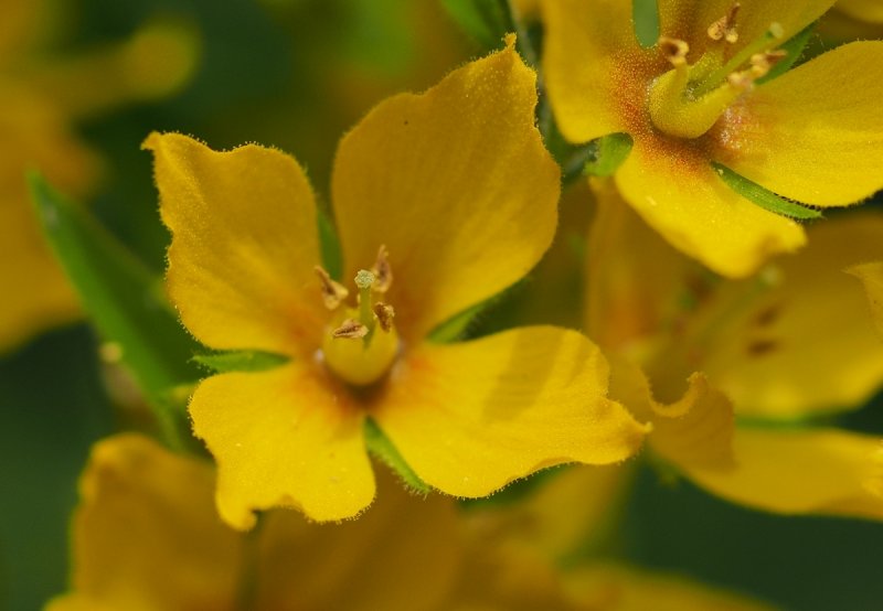 Spotted Loosestrife 