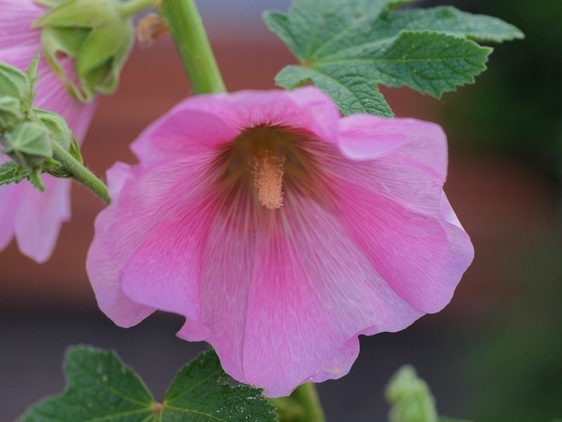 Hollyhock