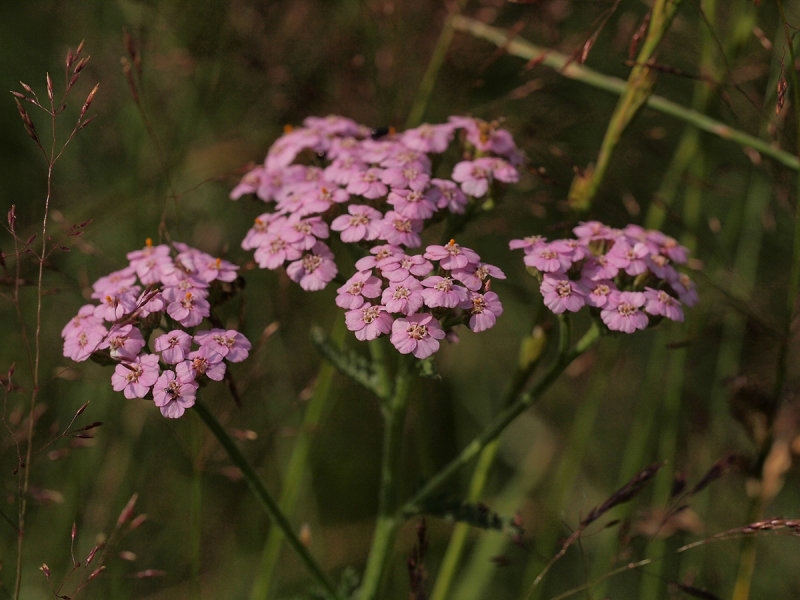 Pink Yarrow