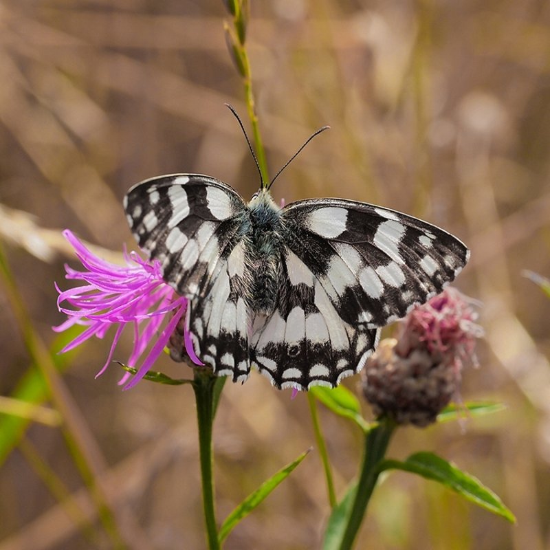 Marbled White