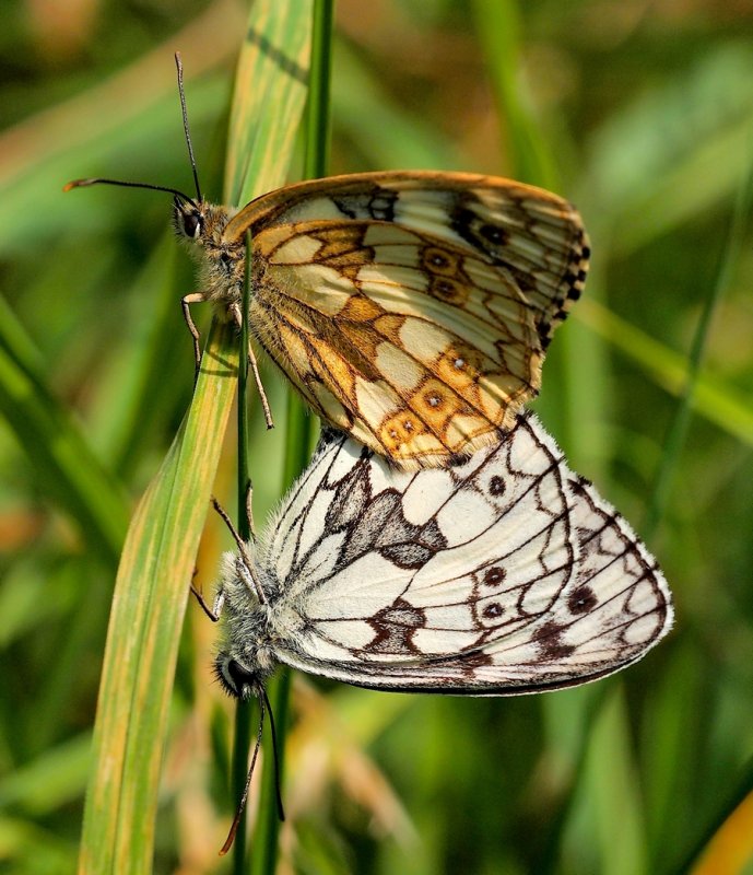 Sharing one Blade of Grass