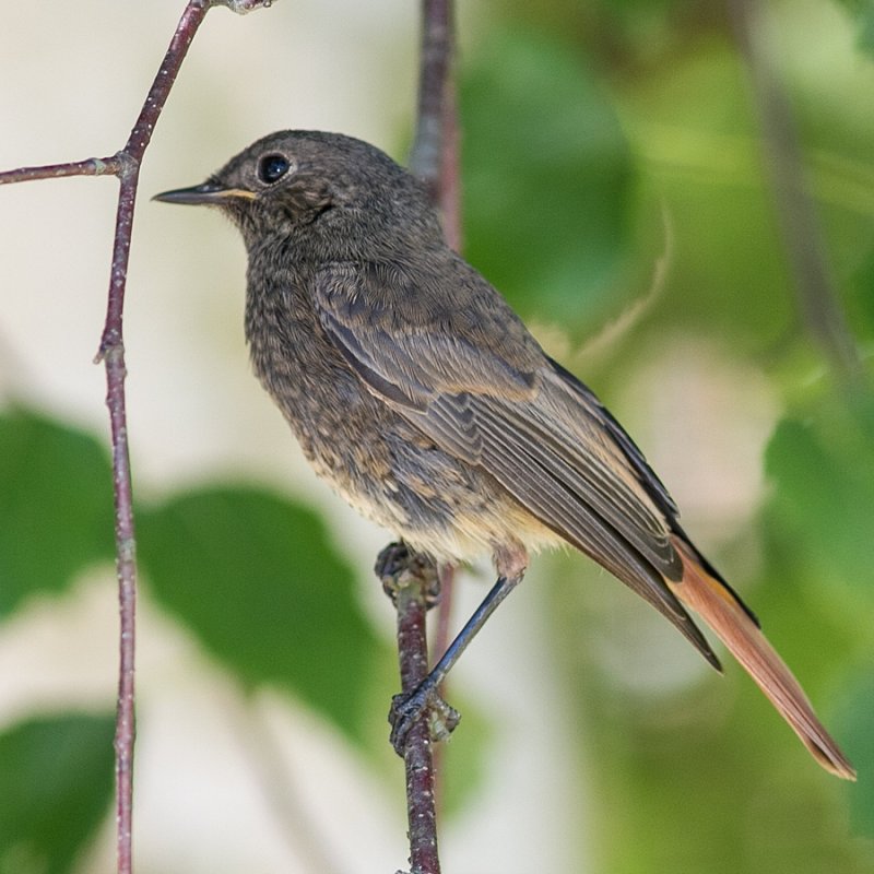 Black Redstart 