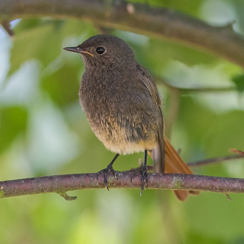 Black Redstart 