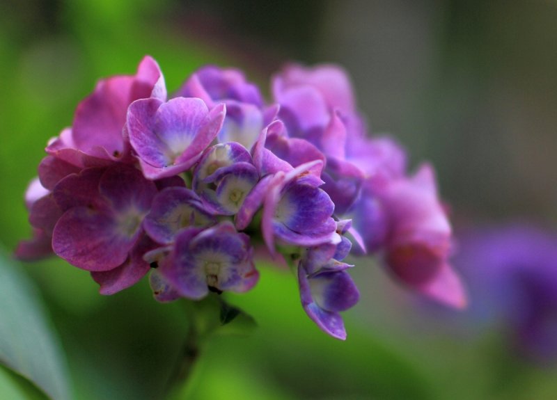 Hydrangea