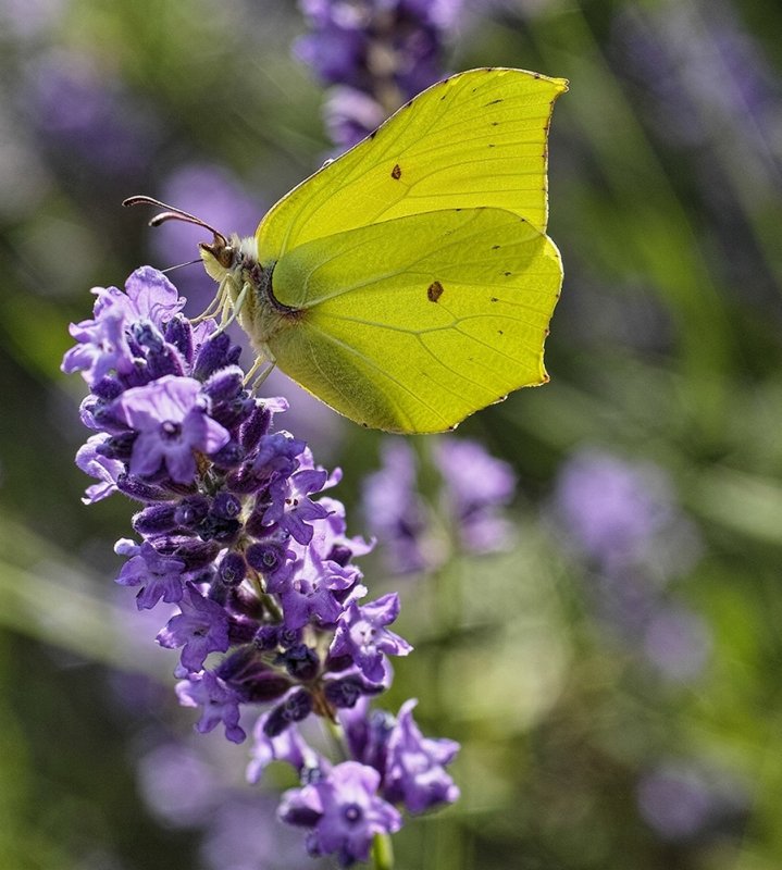 Common Brimstone (Gonepteryx rhamni - Zitronenfalter)