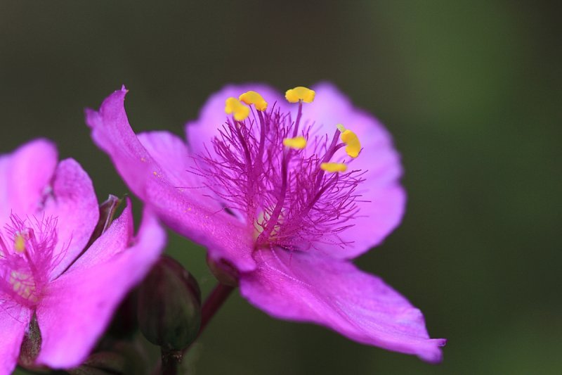 Tiny Pinks