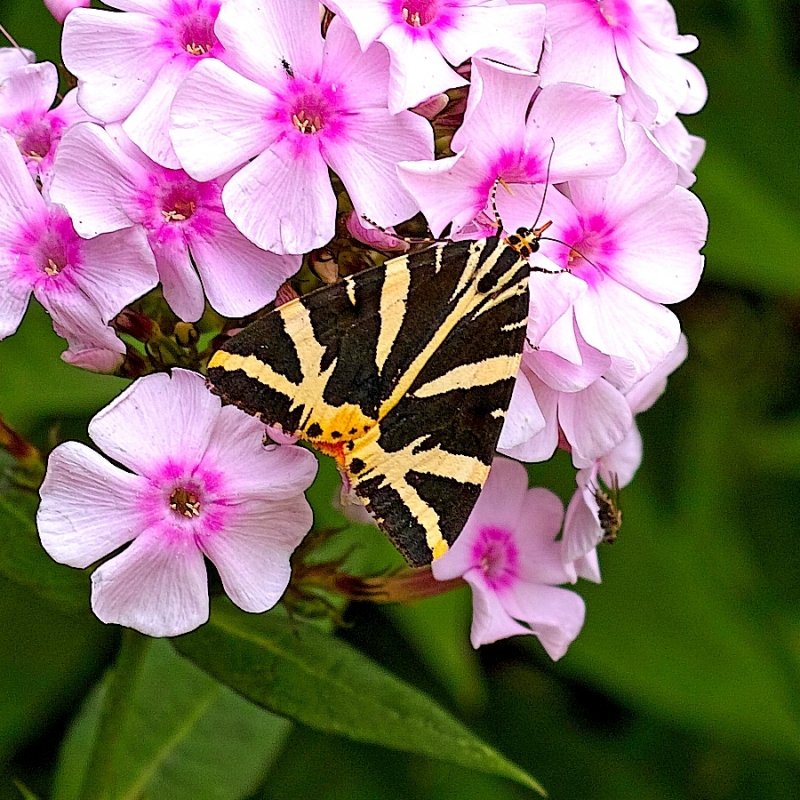 Jersey Tiger Moth 