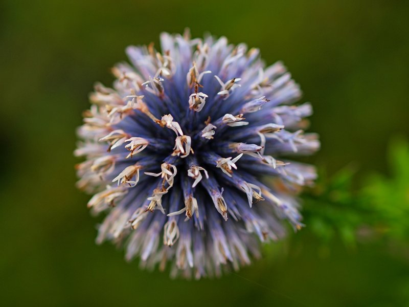 Purple Spikes