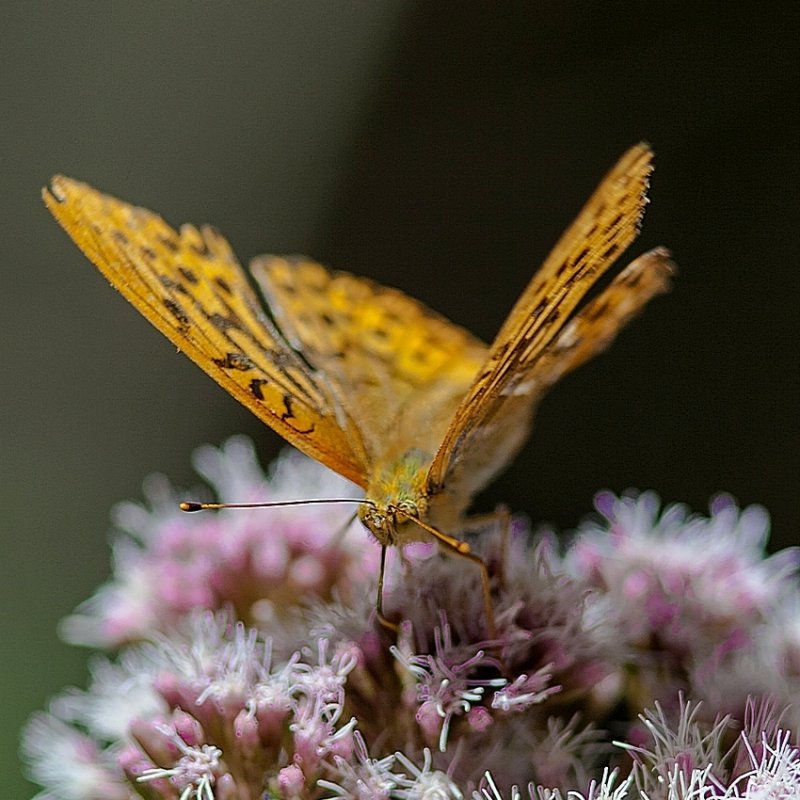  Silver-washed Fritillary