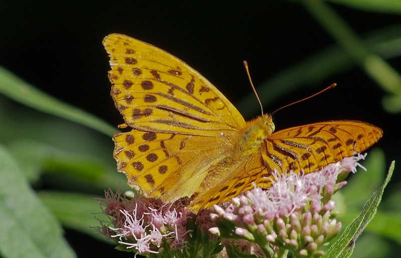  Silver-washed Fritillary