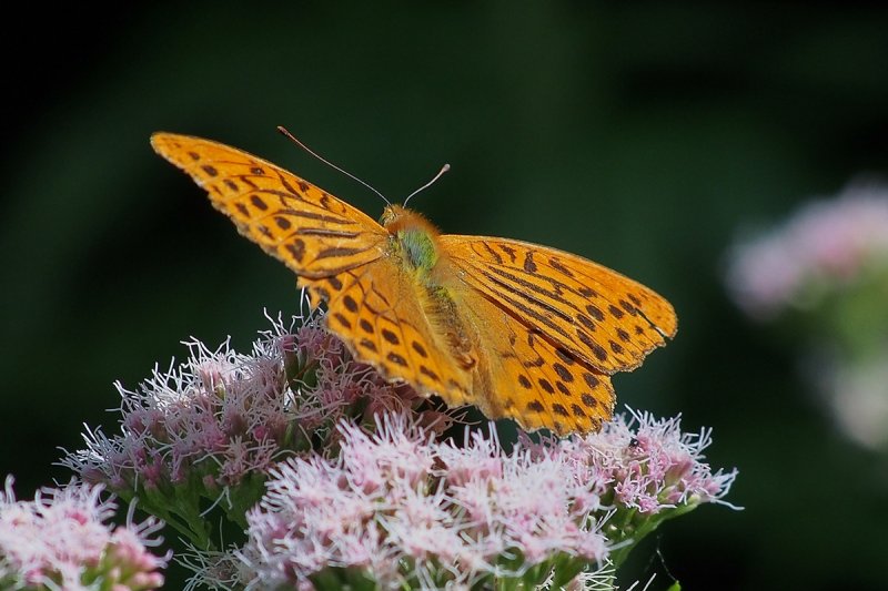  Silver-washed Fritillary