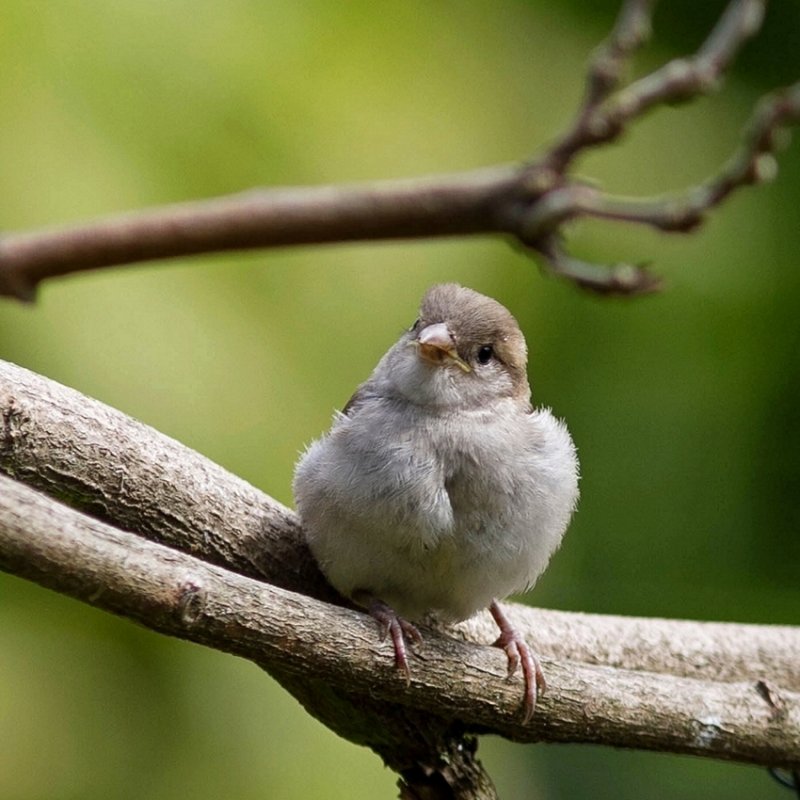 Fledgling