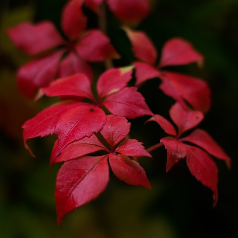 Boston Ivy