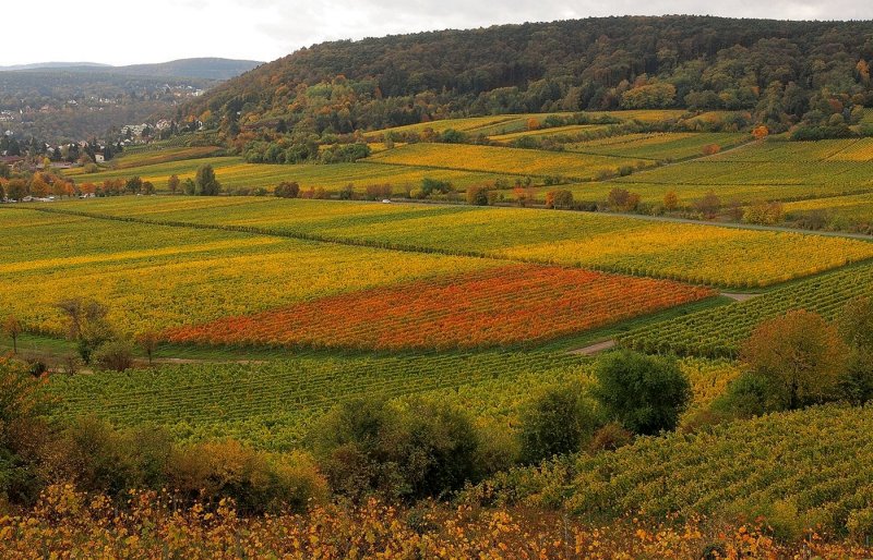 Autumn Vineyards 