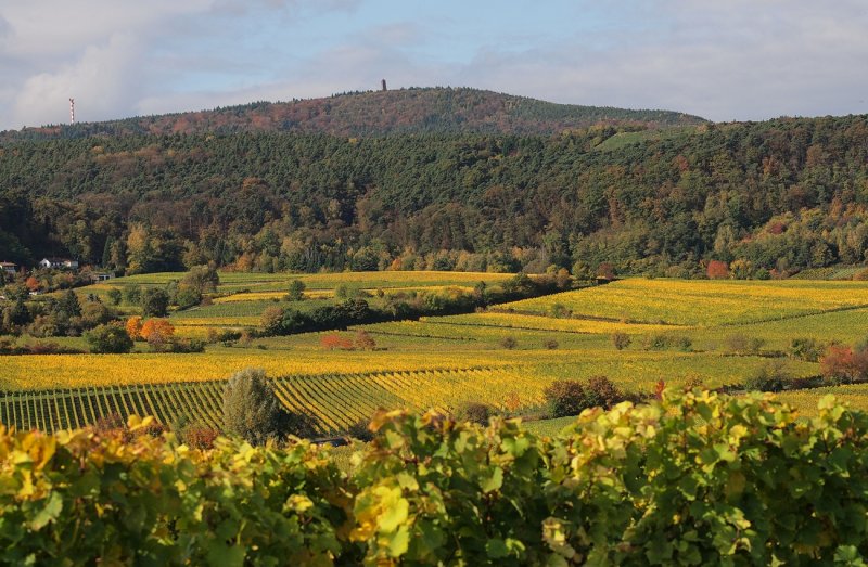 Vineyards and Forest
