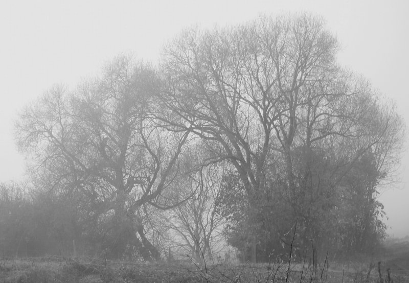 Foggy November  Morning