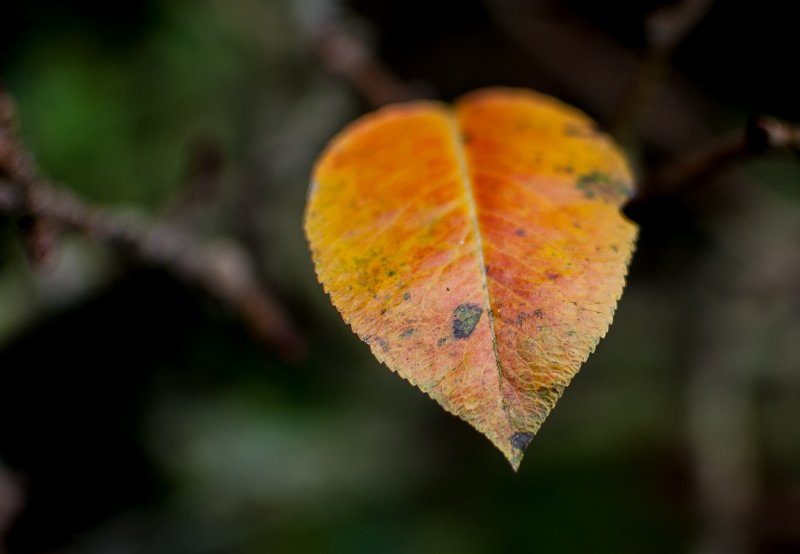 Lonely Leaf