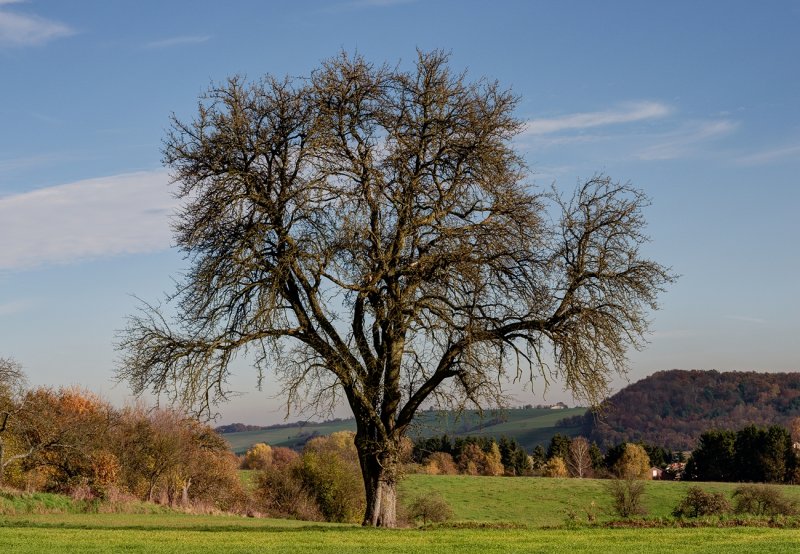 The Old Pear Tree in November