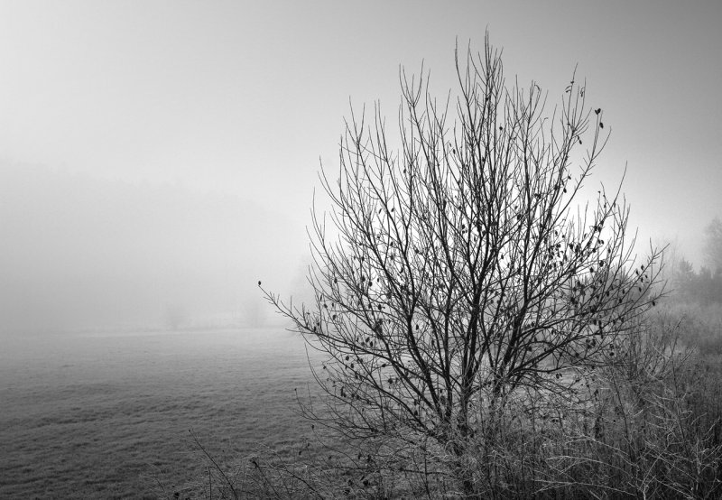 The Field in Icy Fog