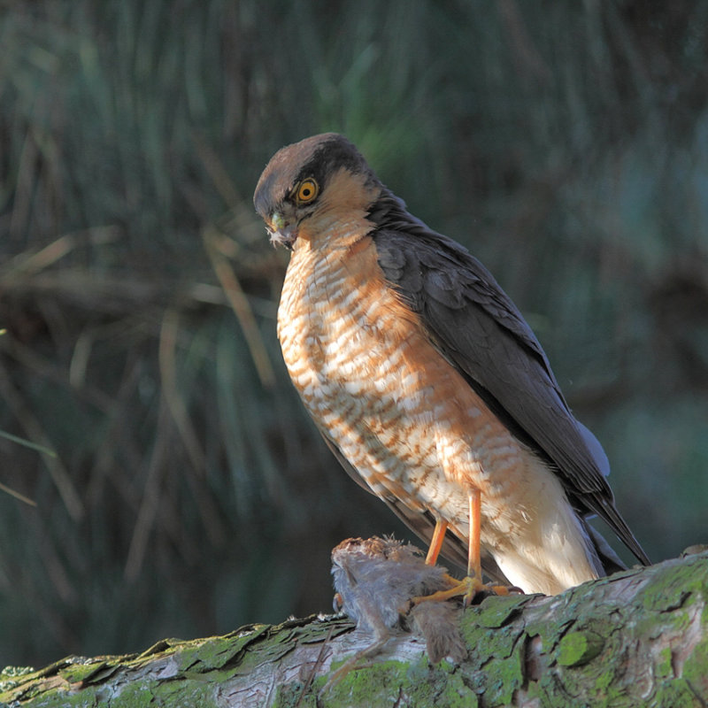 Eurasian Sparrow Hawk