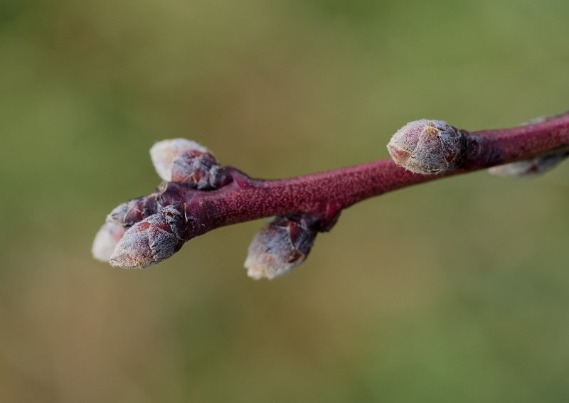 New Buds 