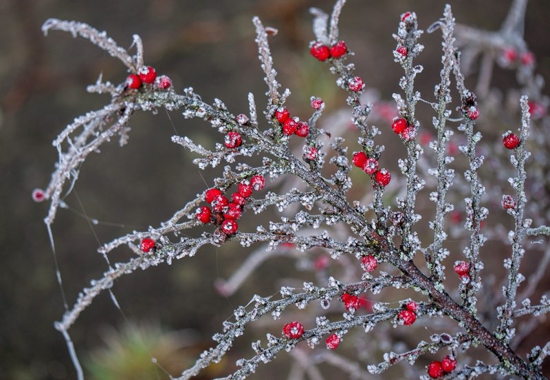 Frosted Berries