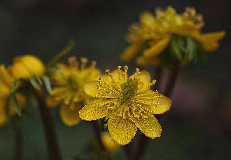 Winter Aconite