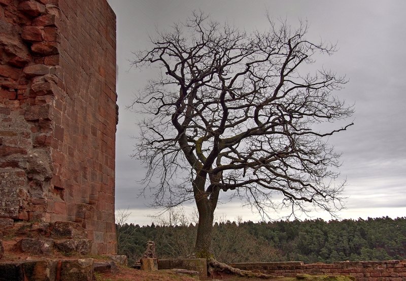 Tree at the Ruine