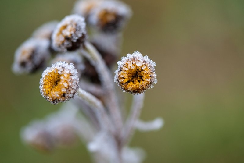 Frosted Tansy