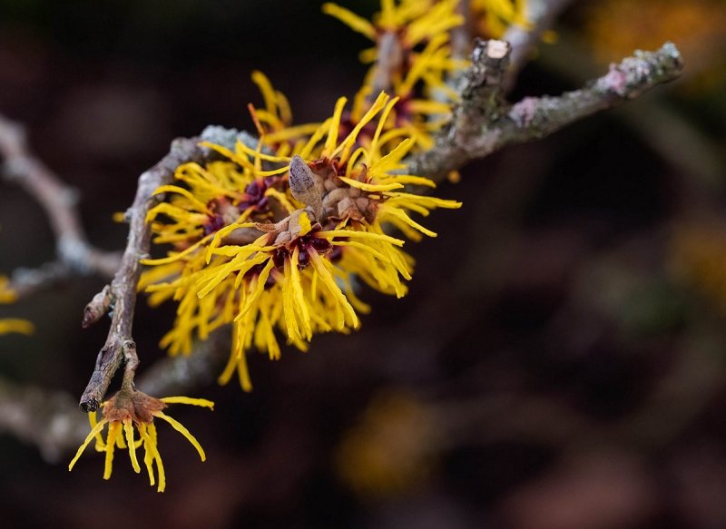 Witch Hazel 