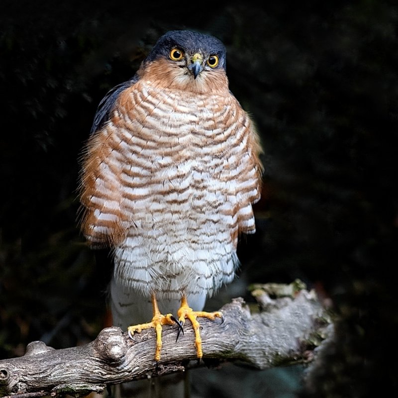 Eurasian Sparrowhawk