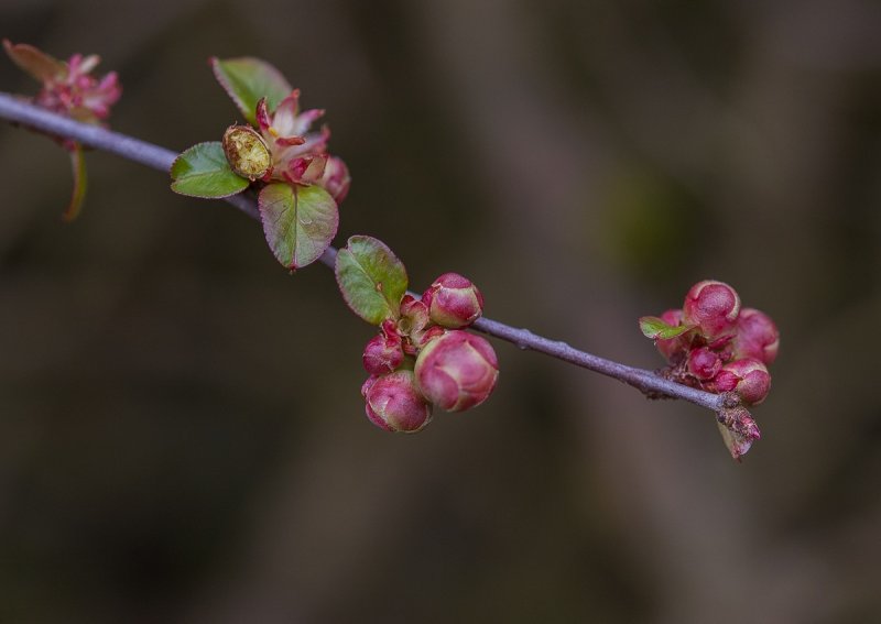 Budding