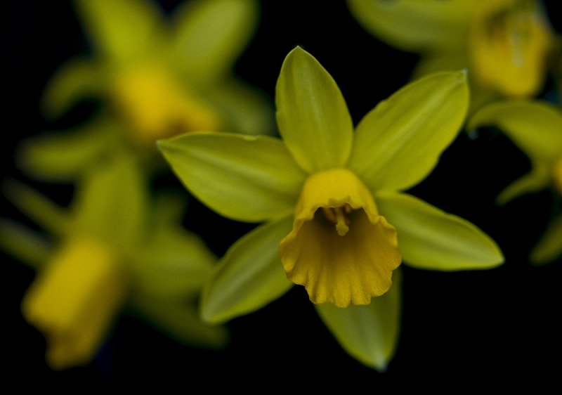 Mini Daffodils