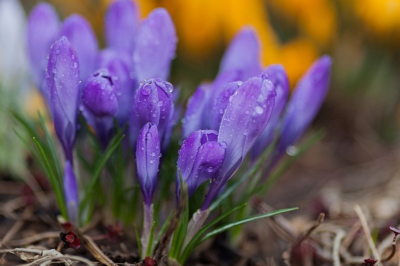 Purple, Gold, and Wet