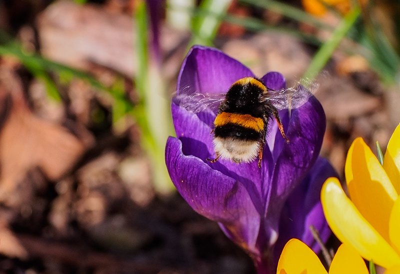 Crocus and Bumble Bee