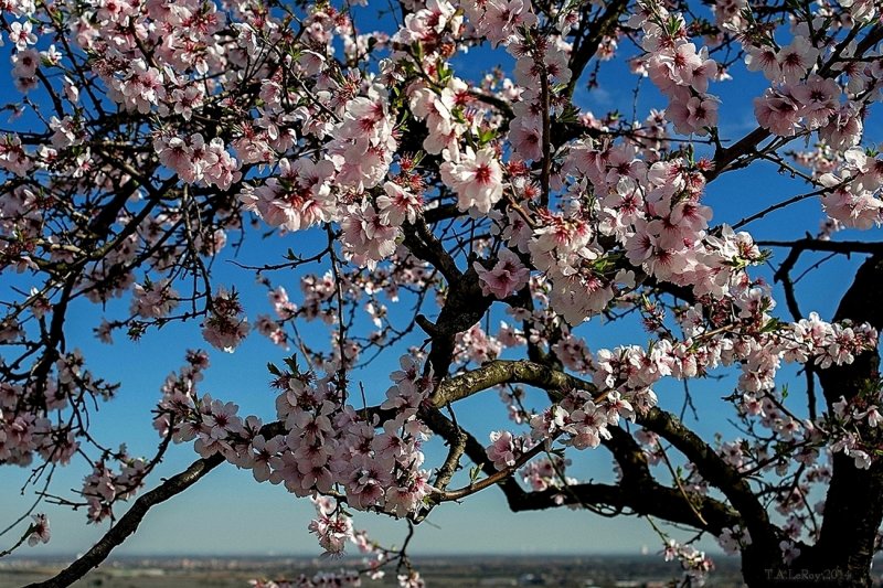 Almond Blossom Day