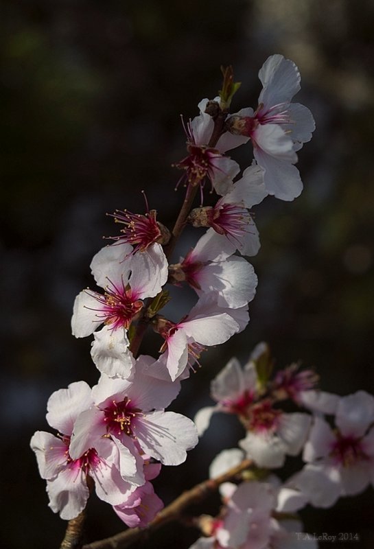 Almond Blossom Day
