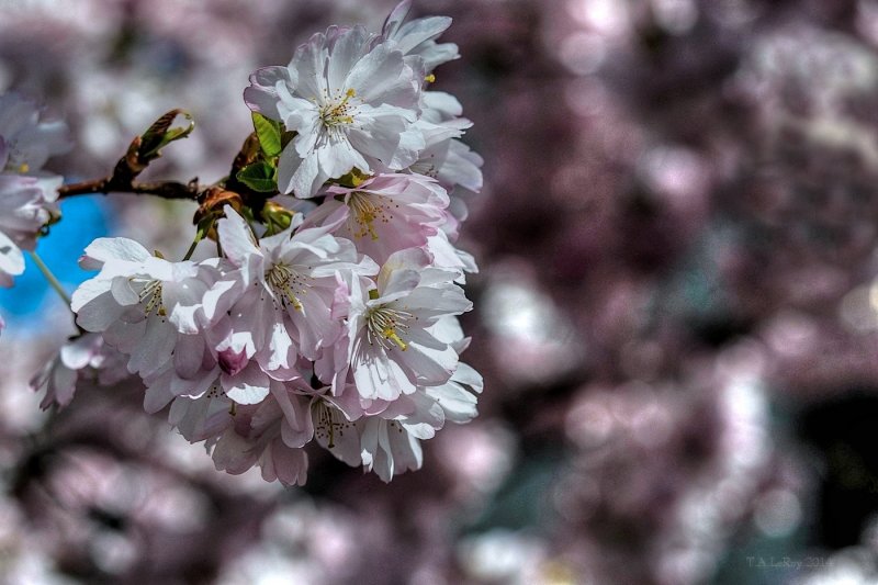 Almond Blossom Day 