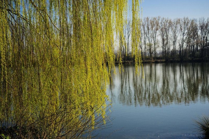 The Willows in Fresh Green