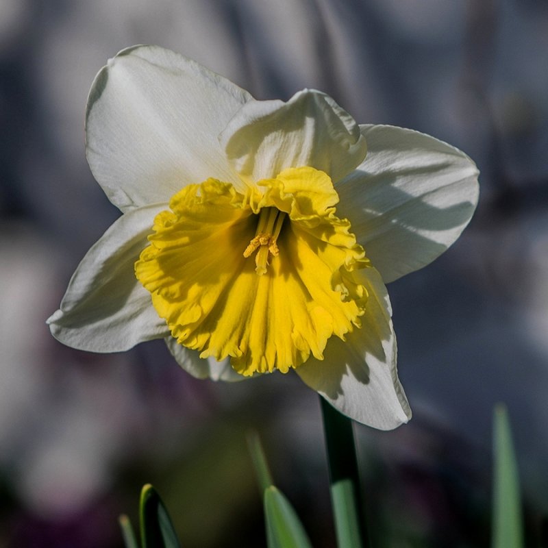 Sunny Daff