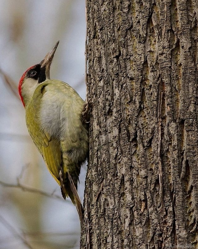 European Green Woodpecker Female