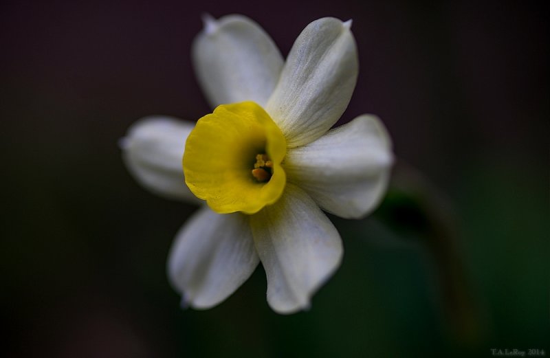 Micro Daffodil 